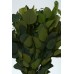 EUCALYPTUS POPULUS PRESERVED 24" Green OUT OF STOCK